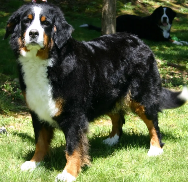 Bernese Mountain Dog price