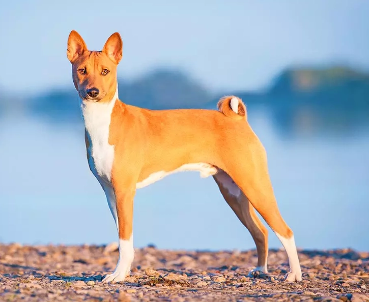 Basenji breed