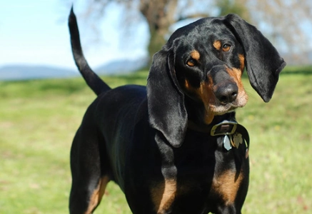 hunting dog training