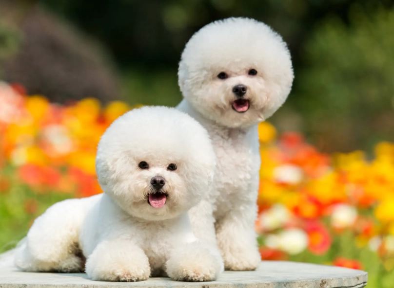 Bichon Frisé care