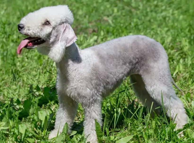 Bedlington Terrier puppies