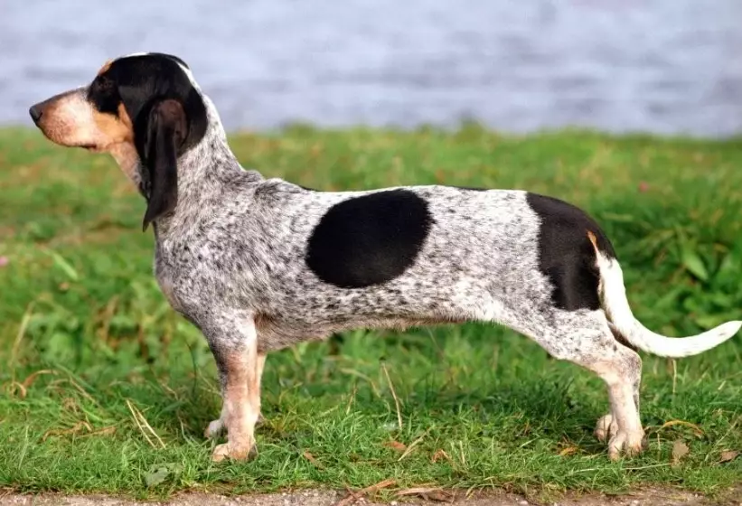 Bleu de Gascogne dog