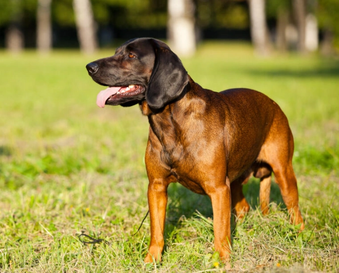 Bavarian Mountain Hound hunting dog