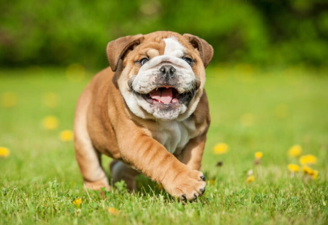 Bulldog temperament