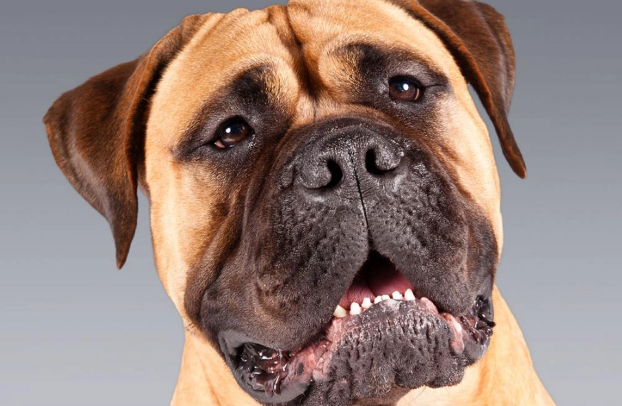 Bullmastiff care guide