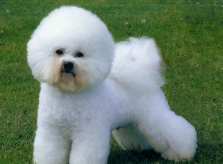 Bichon Frisé grooming