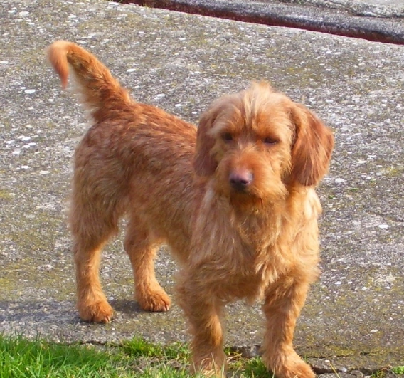 Basset Fauve de Bretagne temperament