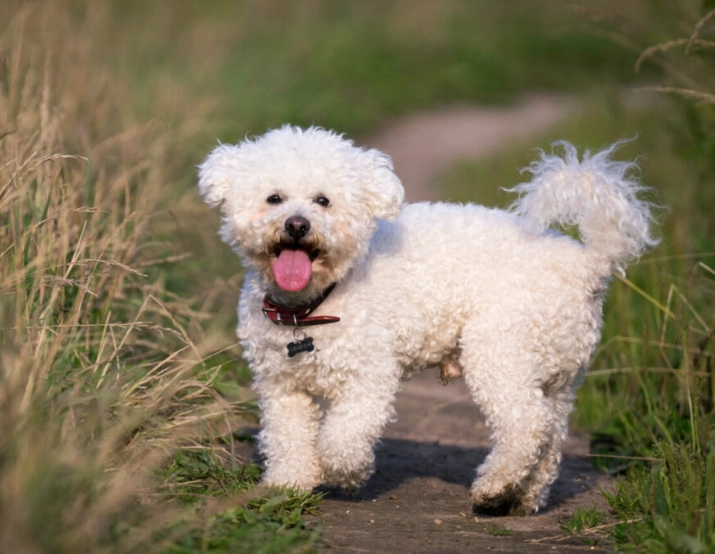 Bichon Frisé care