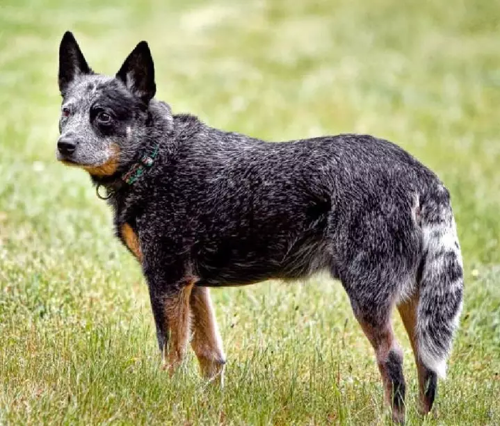 Stumpy Tail Cattle Dog