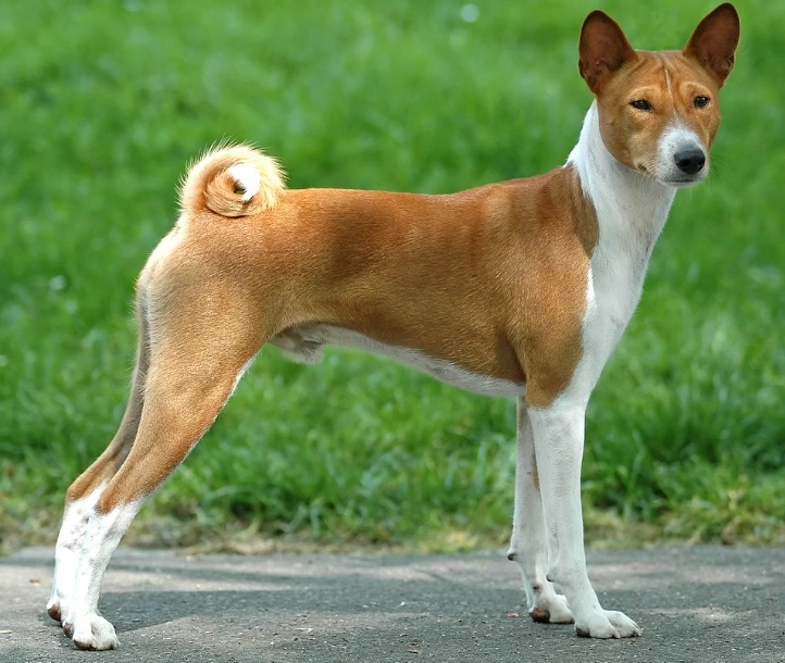 Basenji breed