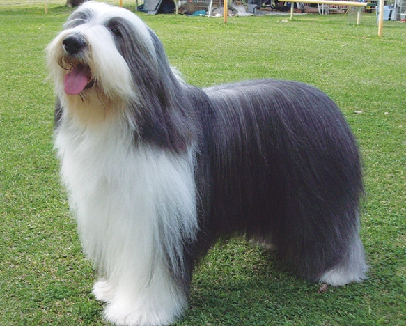 Bearded Collie grooming