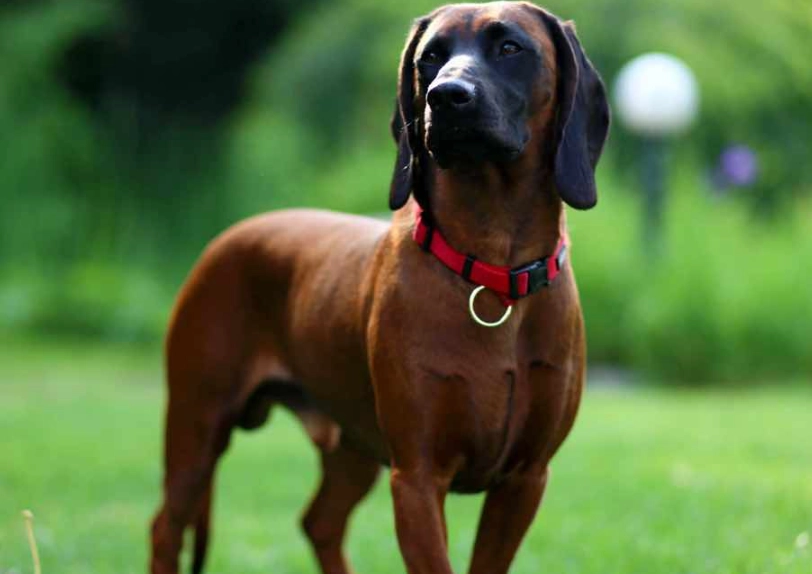 Bavarian Mountain Hound breed information