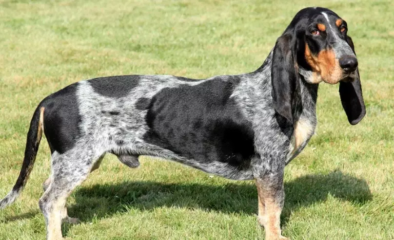 French basset hound