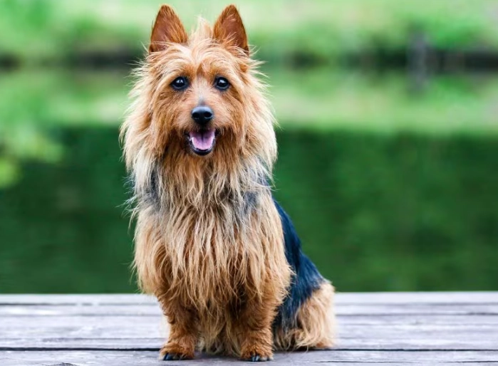 Australian Terrier care