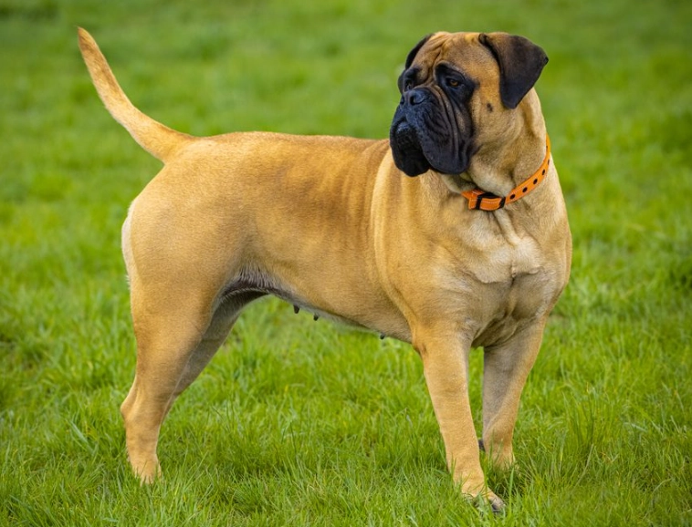 Bullmastiff breed characteristics