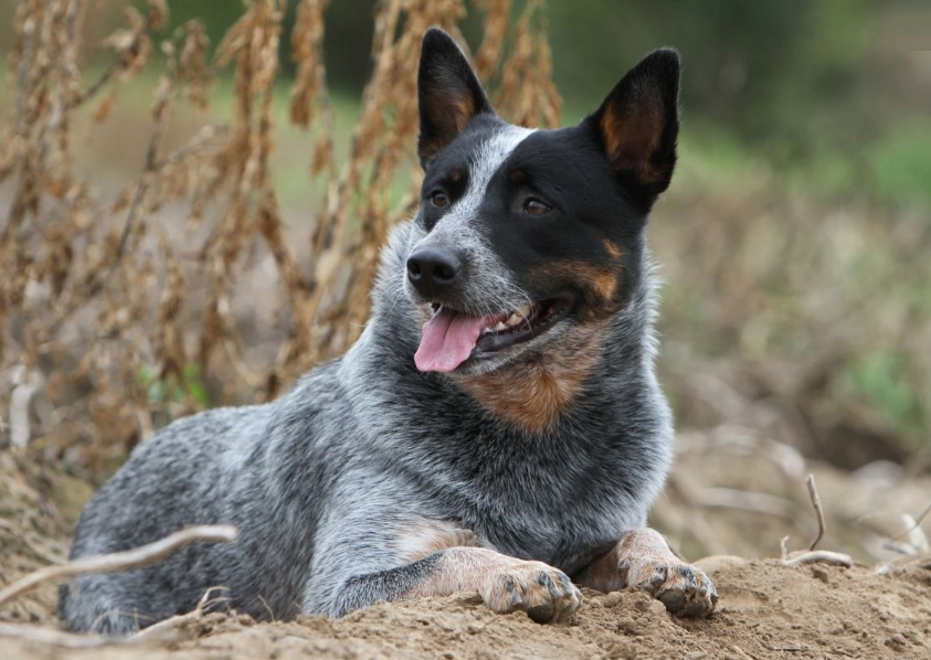 Australian Cattle Dog breed