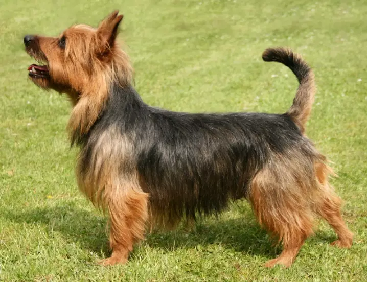 Australian Terrier care