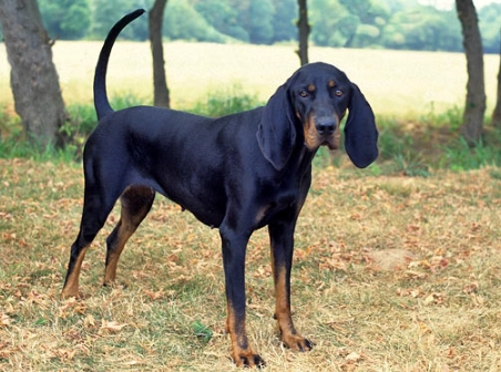 Coonhound breed