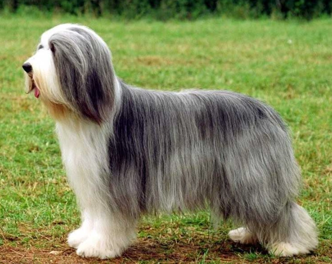 Bearded Collie temperament