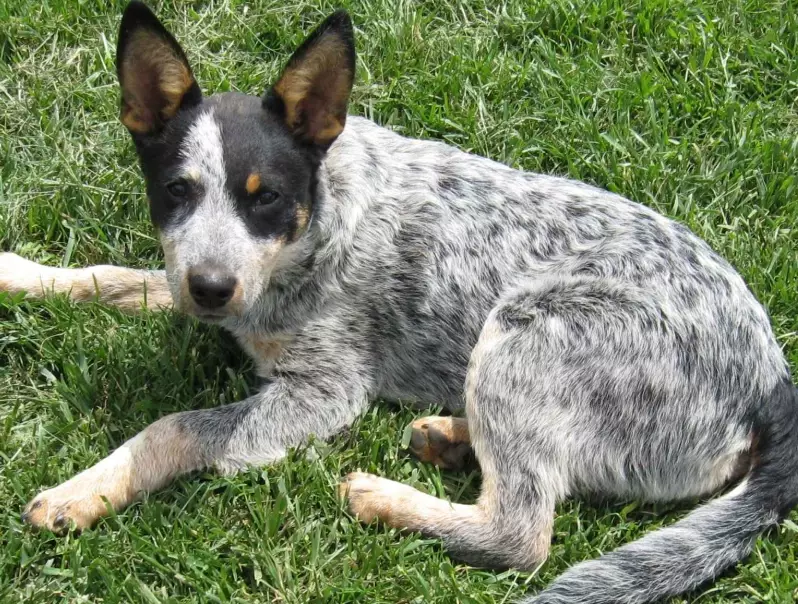 Stumpy Tail Cattle Dog