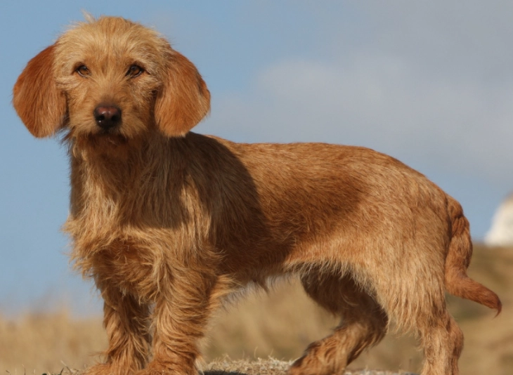 Basset Fauve de Bretagne breed