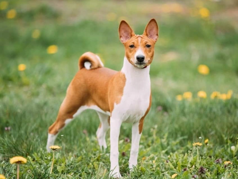 Basenji dog