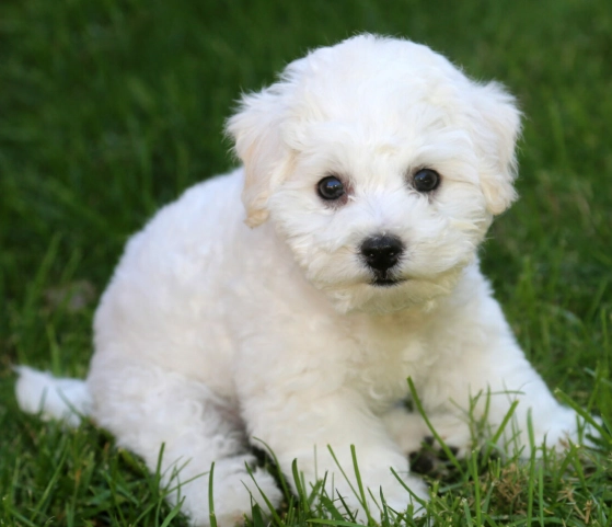 Bichon Frisé grooming