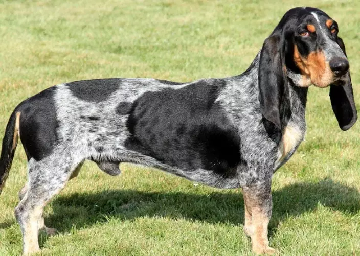 French basset hound
