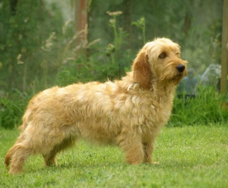 Basset Fauve de Bretagne temperament