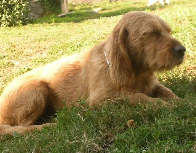 Basset Fauve de Bretagne temperament