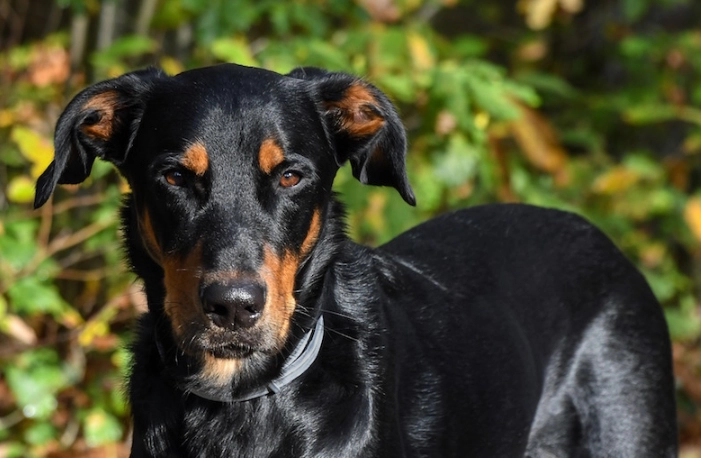 Beauceron dog