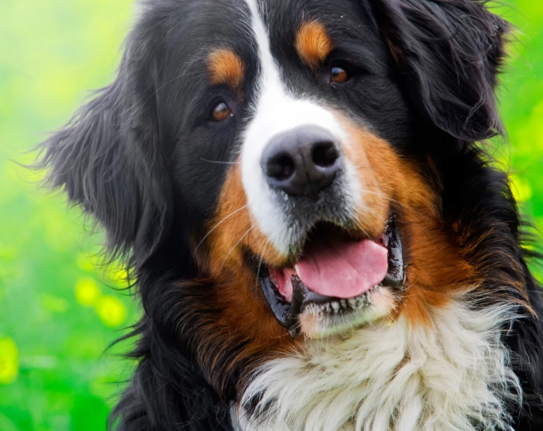 Bernese Mountain Dog health issues