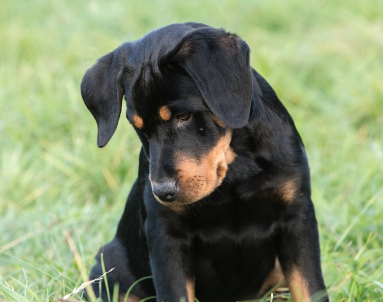 Beauceron vs Doberman