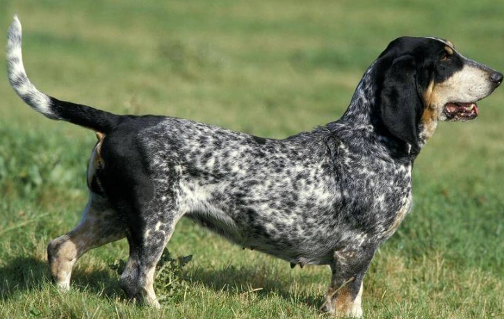 Bleu de Gascogne dog