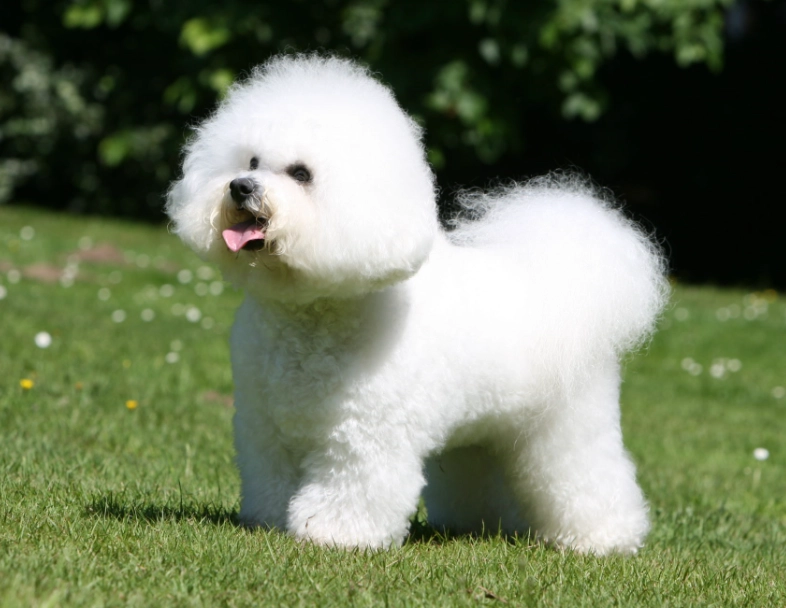 Bichon Frisé grooming