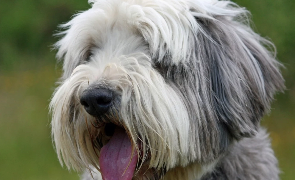 Bearded Collie temperament