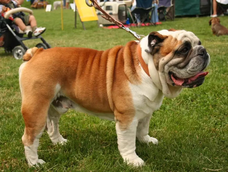 Bulldog temperament
