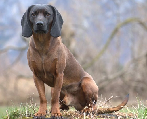 Bavarian Mountain Hound care