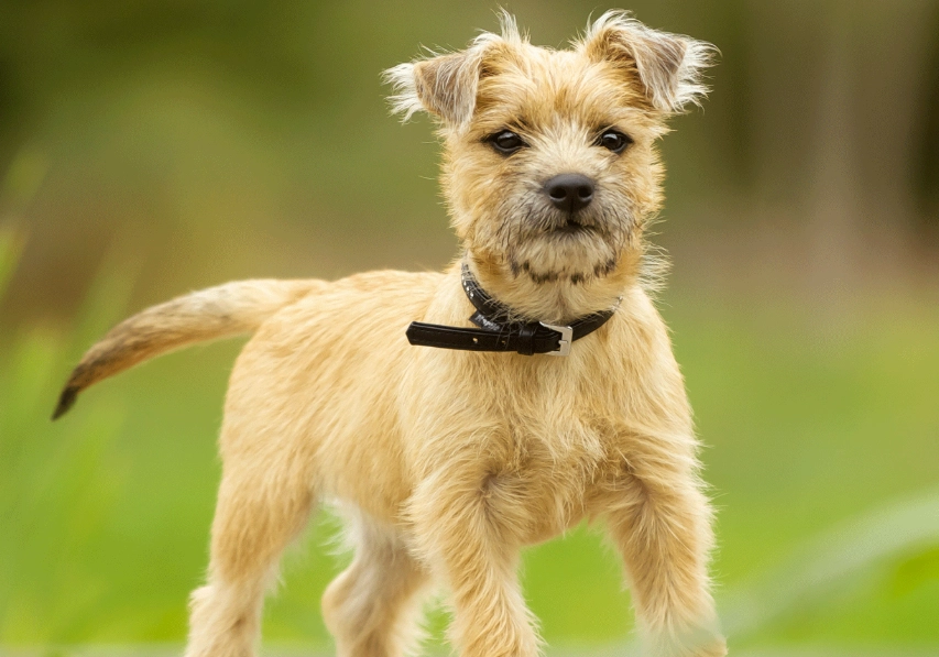 Cairn Terrier vs Westie