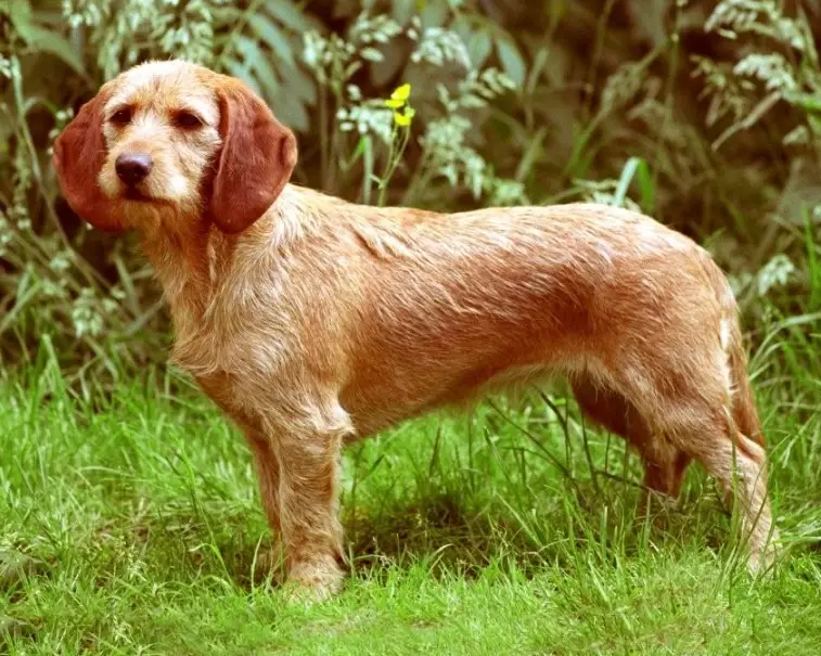 Basset Fauve de Bretagne breed