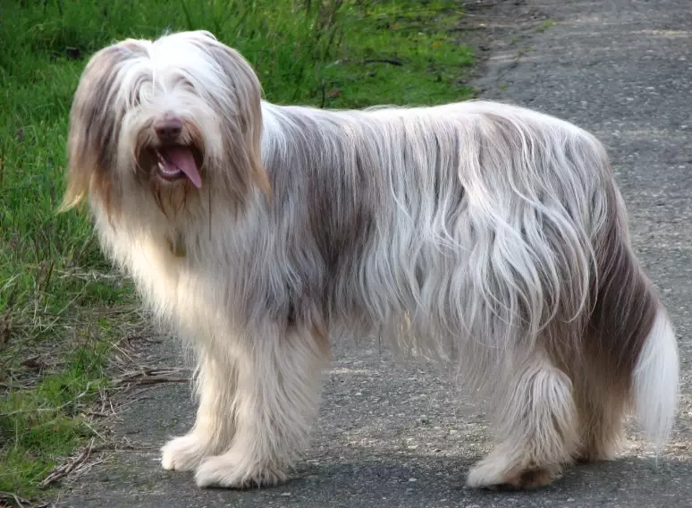 Bearded Collie training