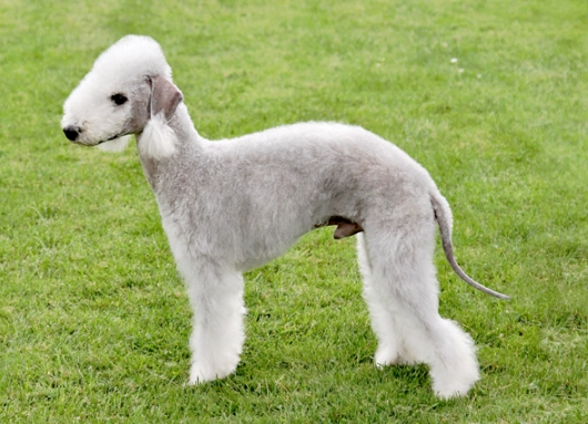 Bedlington Terrier temperament