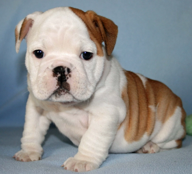 Bulldog health problems