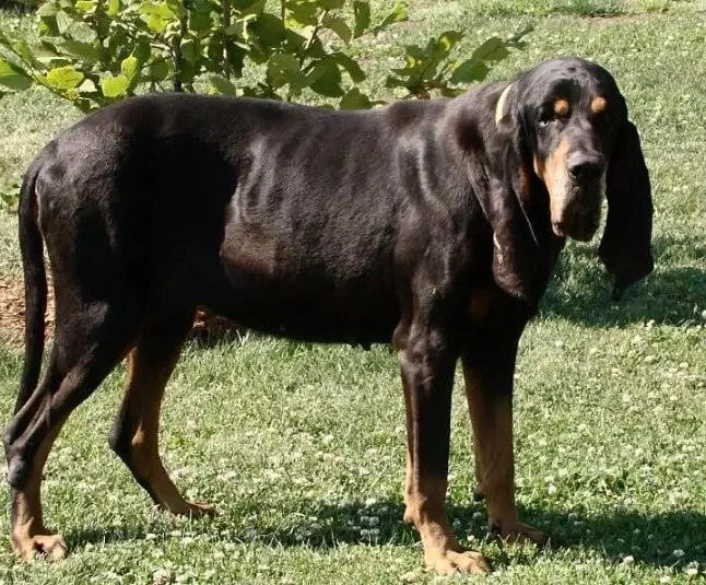 Coonhound breed