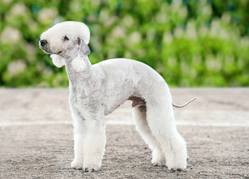 Bedlington Terrier temperament