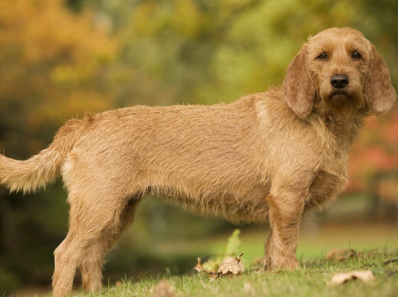 Basset Fauve de Bretagne breed