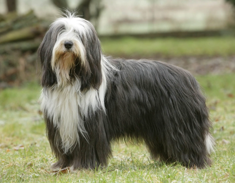 Bearded Collie temperament