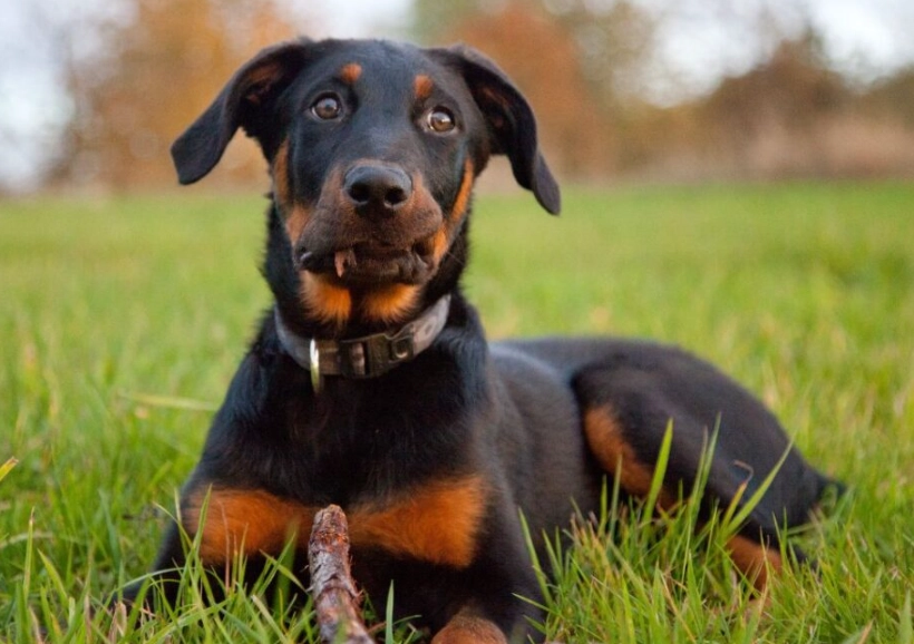 Beauceron dog