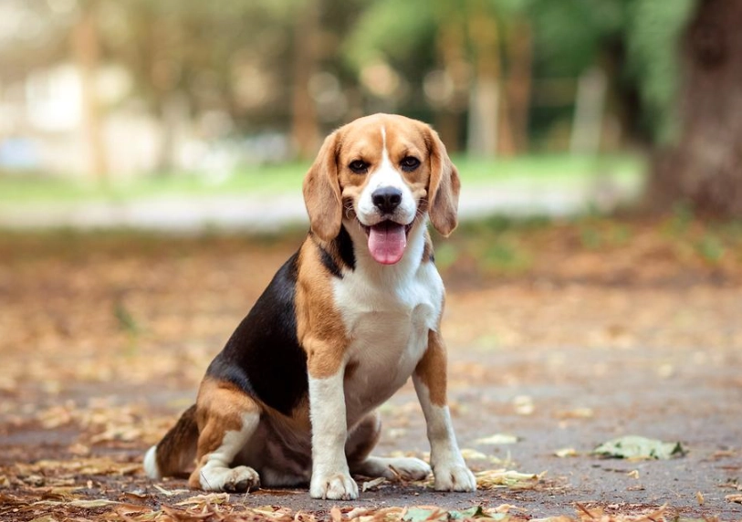 Beagle dog breed