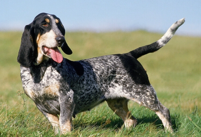 Bleu de Gascogne dog